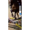 Guêtres mouton taille J
