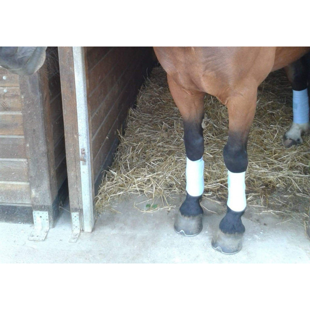 Bandes de polo bleu ciel mises deux fois