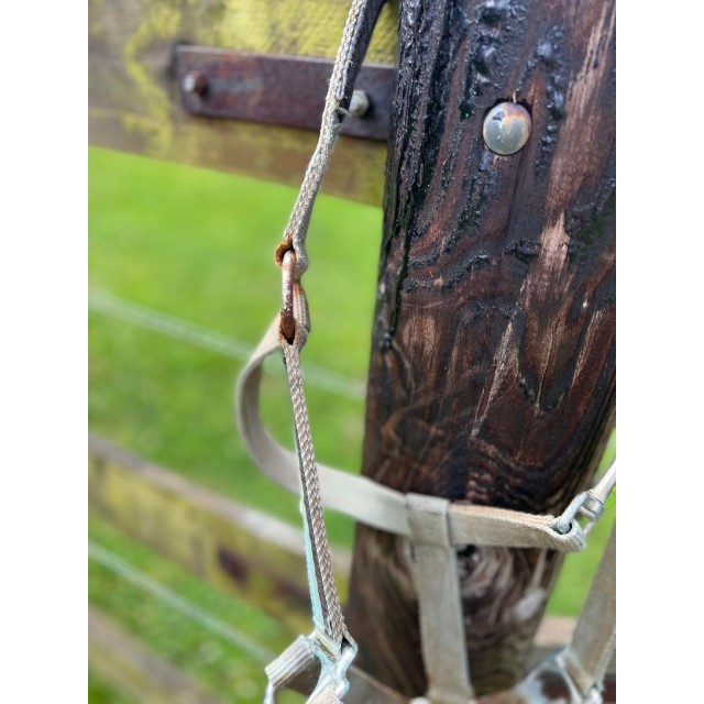 Licol bleu turquoise