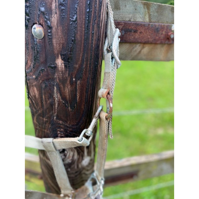 Licol bleu turquoise