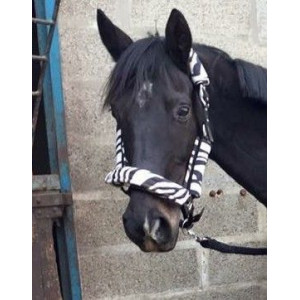 Licol zebre