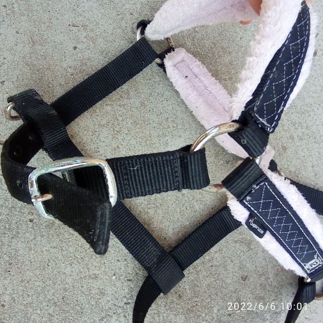 licol noir et rose cheval