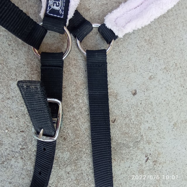 licol noir et rose cheval