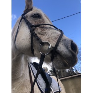 bridon muserolle croisée