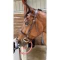 Bridon cuir marron