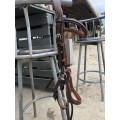 Bridon jump’in chestnut