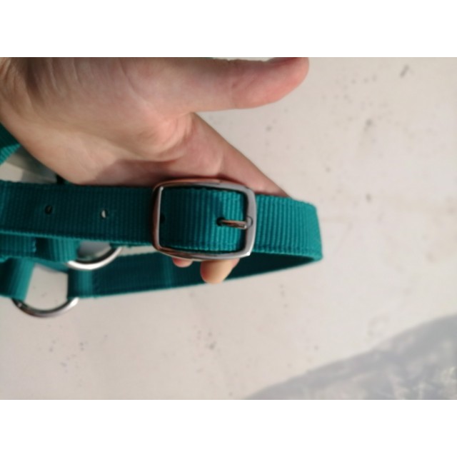 Licol bleu canard (FOUGANZA) neuf jamais servi