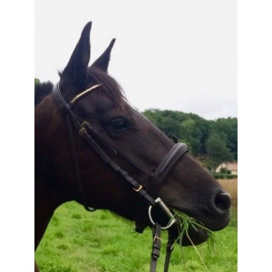 Filet T poney D ou petit cheval