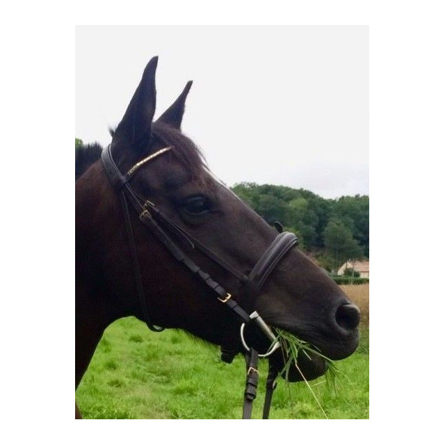 Filet T poney D ou petit cheval