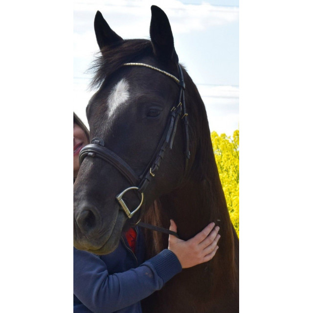 Filet T poney D ou petit cheval