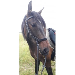 Bridon Rambo Micklem multibride