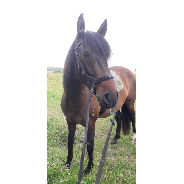 Bridon Rambo Micklem multibride