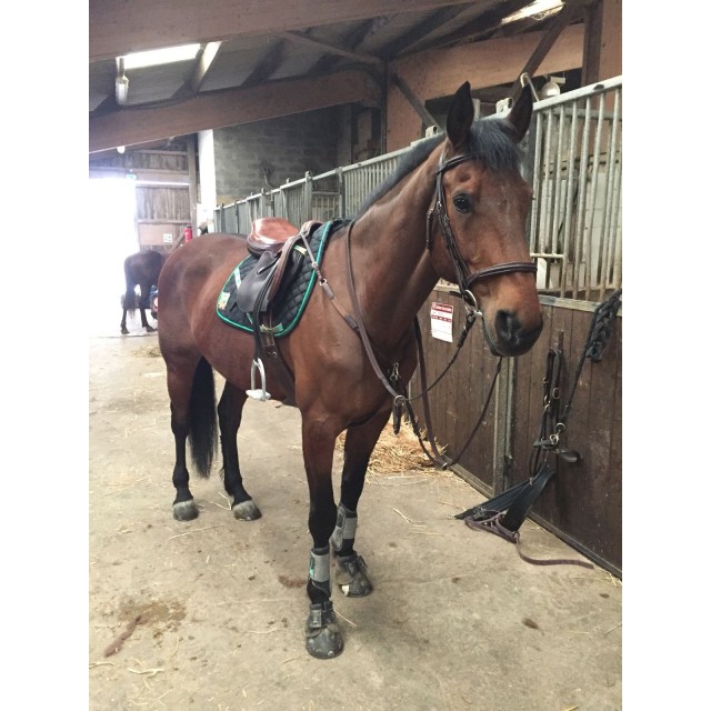 Collier de chasse + martingale