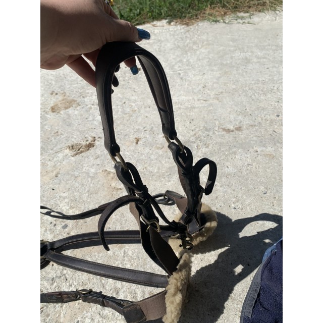 Collier de chasse équipe