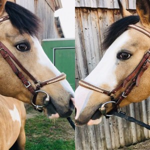 2 filets à vendre ensemble ou séparément