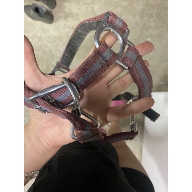 licol taille poney
