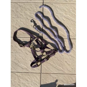 Licol et longe violets