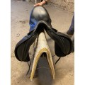 Selle dressage prestige