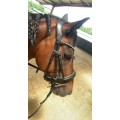 Filet waldhausen noir taille cob