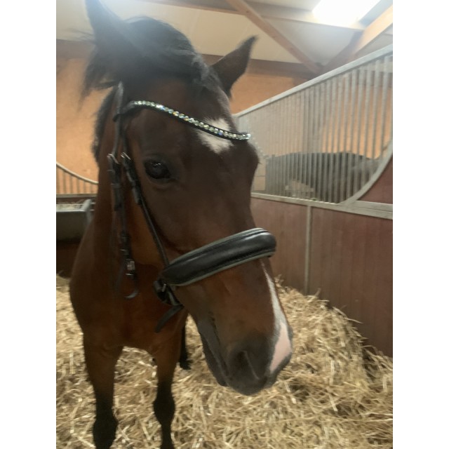 Filet waldhausen noir taille cob