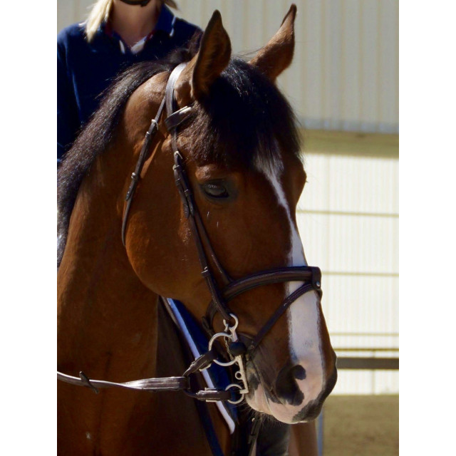 bridon cuir brun