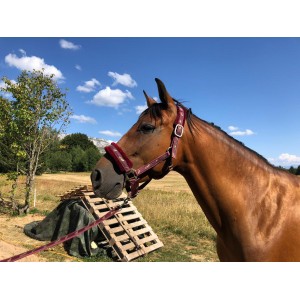 Licol + Longe bordeaux