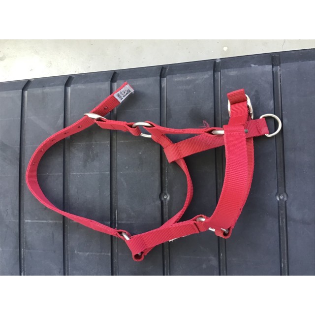 Licol rouge taille shetland