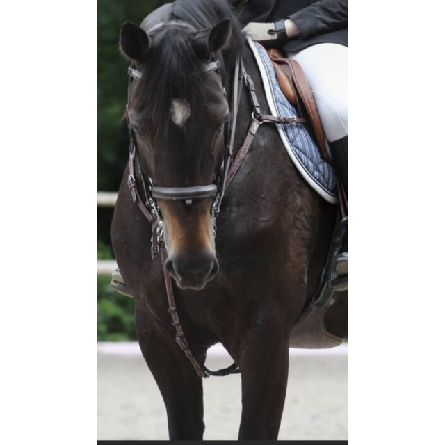 Collier de chasse CWD