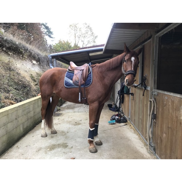 Tapis dressage Spooks