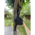 bavette CWD