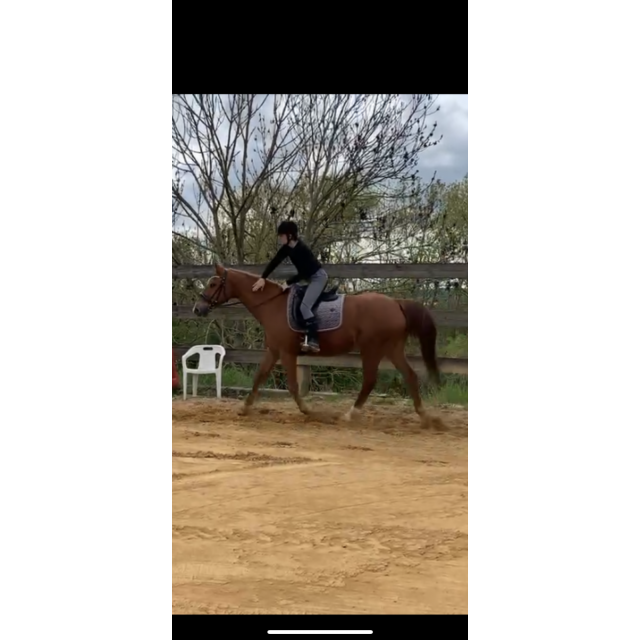 Tapis Kentucky velvet