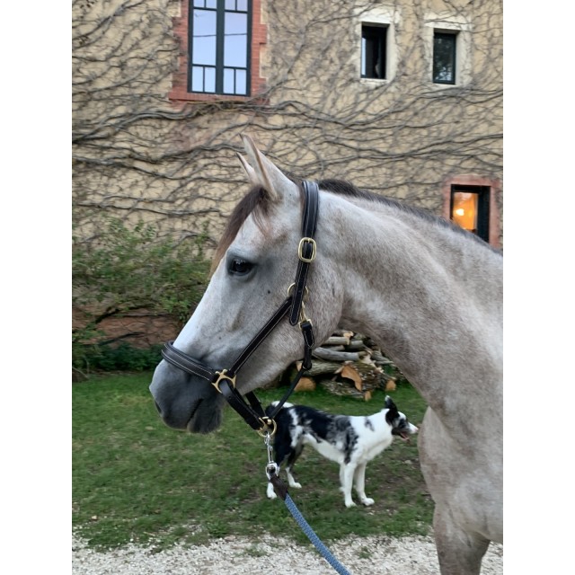 Licol en cuire havane