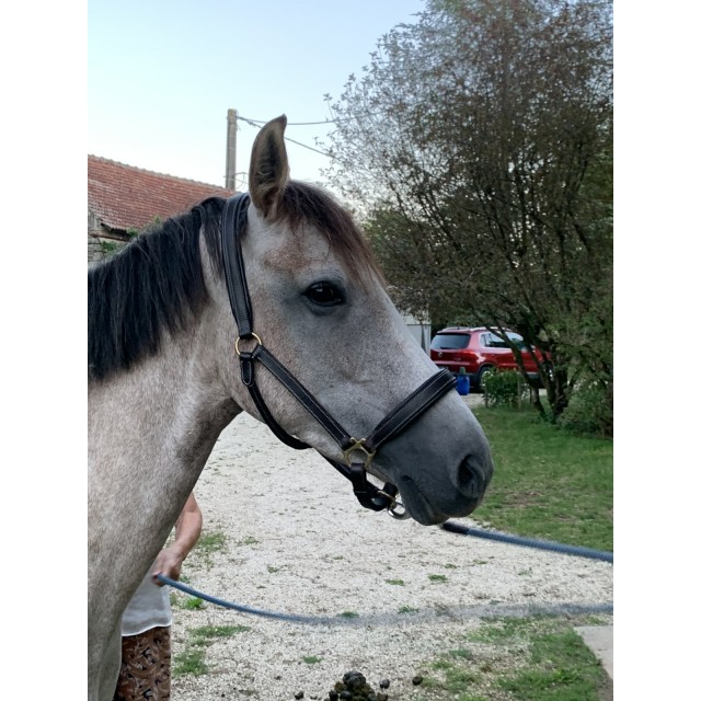 Licol en cuire havane