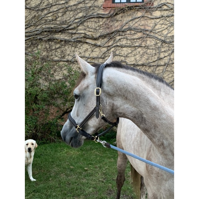 Licol en cuire havane