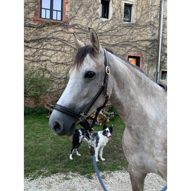 Licol en cuire havane