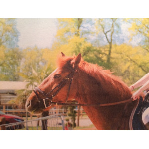 bridon muserolle croisée