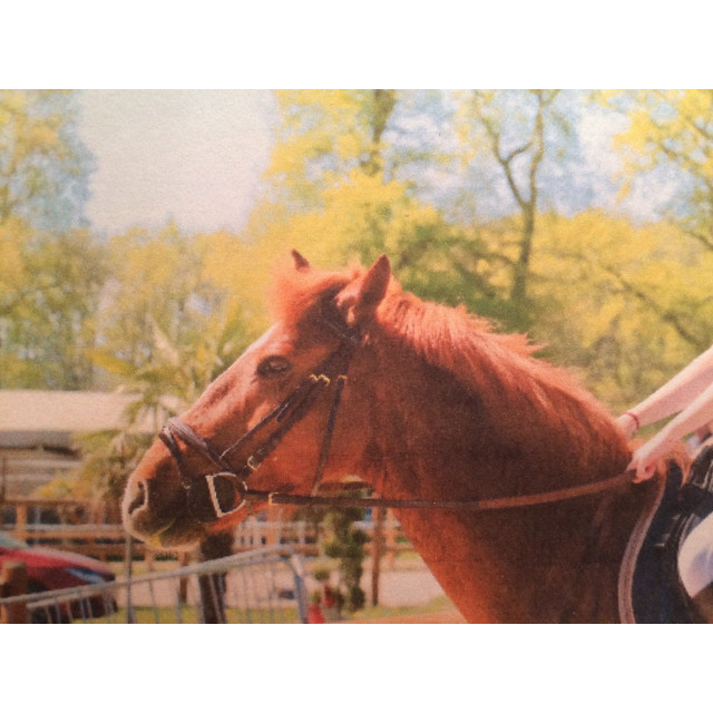 bridon muserolle croisée