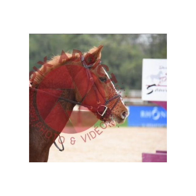 bridon muserolle croisée