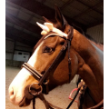 Filet noir à strass cheval