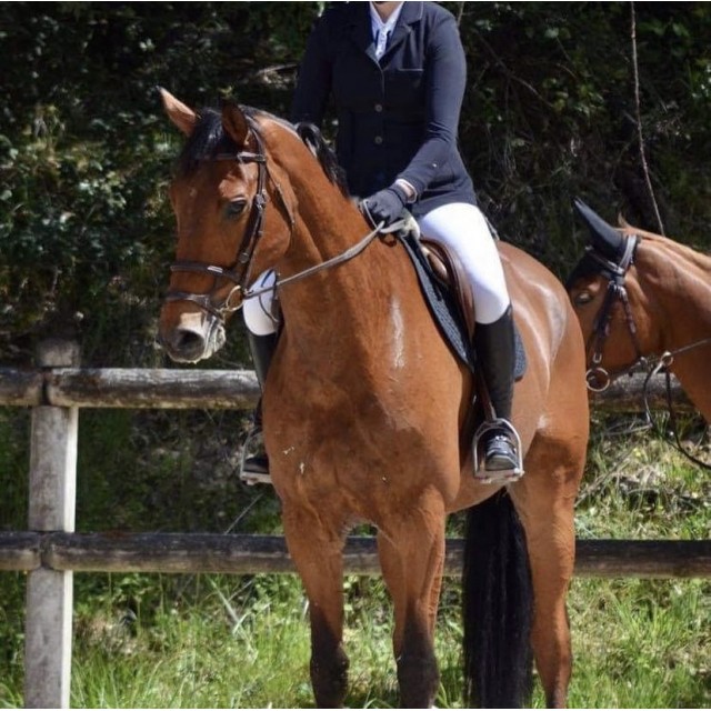 Veste de concours DADA SPORT noir M