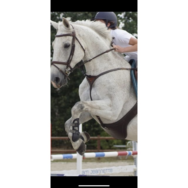 Collier de chasse martingale Butet