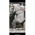 Collier de chasse martingale Butet