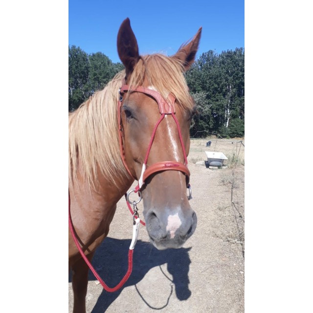 Likorne