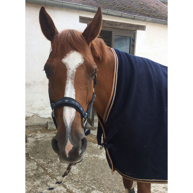 Carré DE laine paddock sport