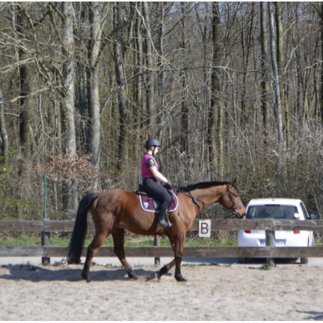 Tapis de selle Tattini écusson