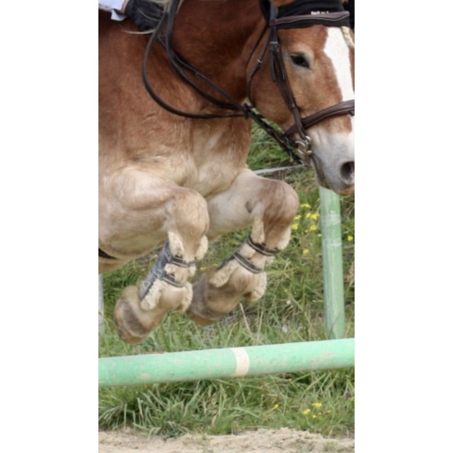 Guêtres Confort Lamicell taille M