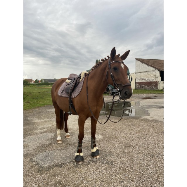 Bridon havane (marron)