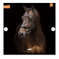 Bridon anatomique Equitus Beta Schockemöhle Taille cheval