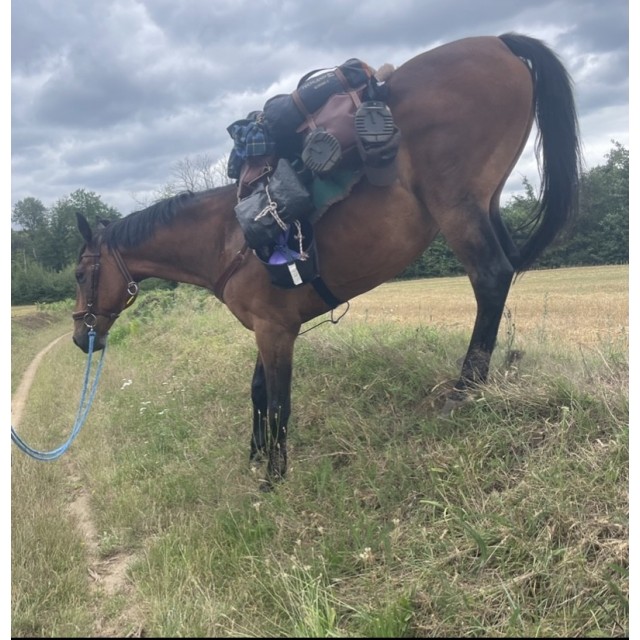 Sangle mohair taille 120