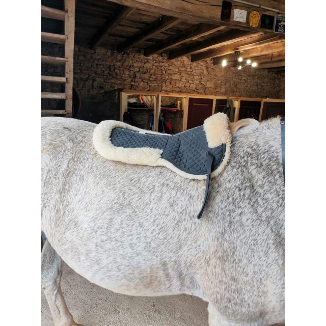 Amortisseur Horsefitform